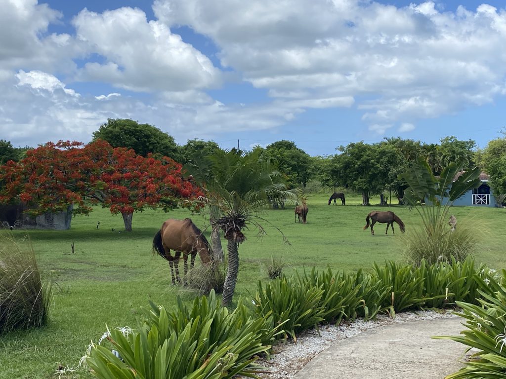 Horse in fields Blue Horizon
